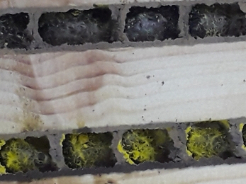 Image of nesting box for solitary bees