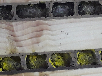 Image of nesting box for solitary bees