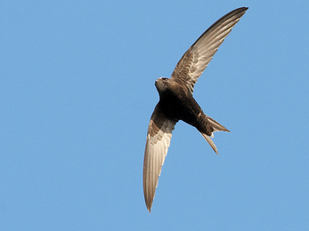 Swift in flight