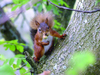 Red squirrel at Smardale Nature Reserve