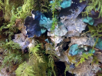 Staveley-Woodlands-Lichen