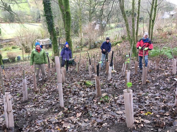 Staveley-Woodlands-Planting