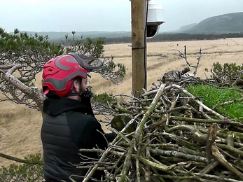 Tree surgeon fixing camera at Foulshaw Moss