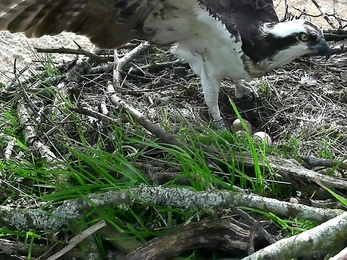 3 eggs confirmed Osprey 2015