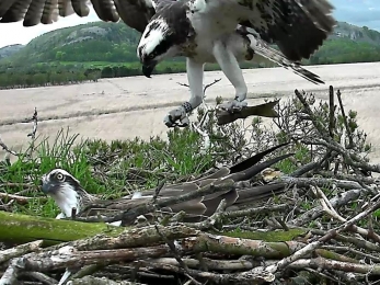Osprey White YW bringing fish to nest 2015