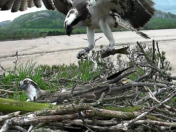 Osprey White YW bringing fish to nest 2015