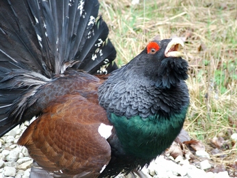 Capercaillie Estonia