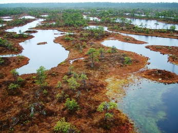 Bog in Estonia