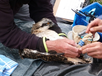 Ringing 2015 Osprey chicks