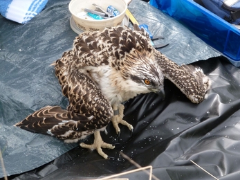 Ringing Osprey Chicks 2015