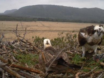 Still camera adults on nest 2014