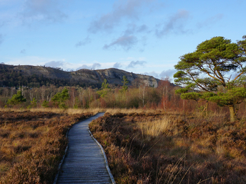 Foulshaw Moss Nature Reserve