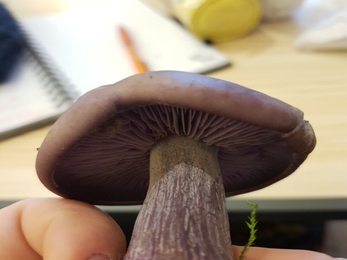 Fungi course at Mungrisdale Village Hall 