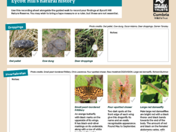 Eycott Hill's natural history: recording sheet