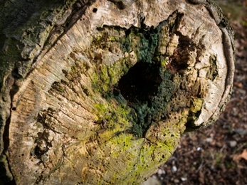 Tree-trunk