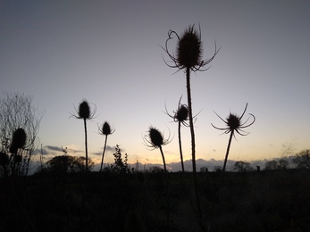 Teasels at Gosling Sike 2 © Jody Ferguson