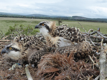 Image of Foulshaw osprey V8 as a chick (right)