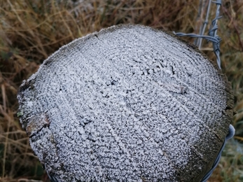 Frosty fence post © Jody Ferguson