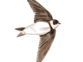 Illustration of sand martin credit Katy Frost