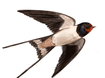 Illustration of swallow credit Katy Frost