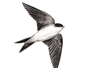Illustration of house martin credit Katy Frost
