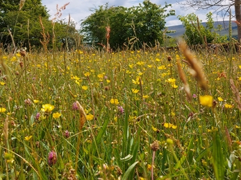 Bowber Head Farm meadows