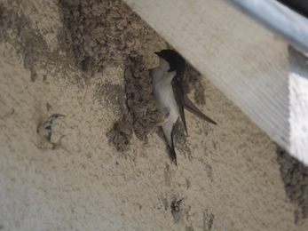 Image of house martin credit Derek Moore