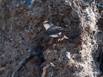 Image of sand martin credit Bob Coyle