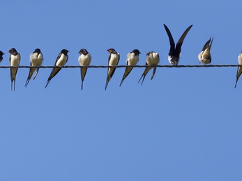 Image of swallows credit Alan Price Gatehouse Studio