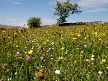 Colourful wildflowers in a field at Bowber Head Farm