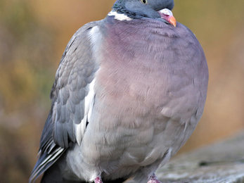 Wood pidgeon. Photo Gillian Day