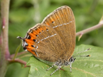 Black hairstreak butterfly