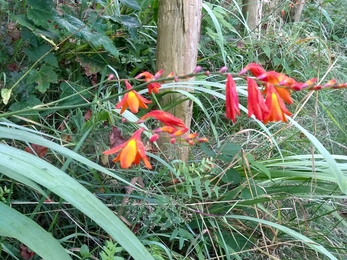 Crocosmia in flower along edges of the walk. Photo Kevin Line.