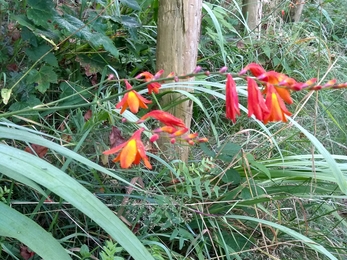 Crocosmia in flower along edges of the walk. Photo Kevin Line.