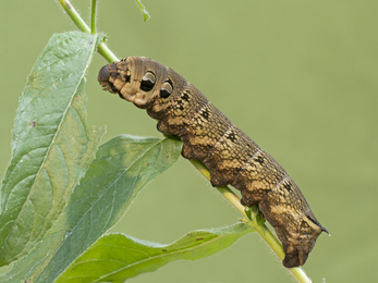 Elephant hawk-moth caterpillar