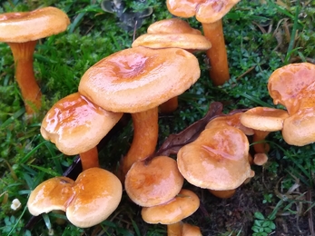 Fungi. Photo Kevin Line
