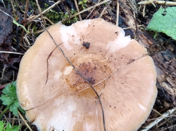 Fungi. Photo Kevin Line.