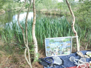 Pond dipping equipment at a Foulshaw Moss nature reserve educational visit