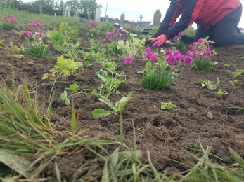 Image of woman planting at Christchurch Allonby for Solway Coast AONB Volunteers credit Cumbria Wildlife Trust