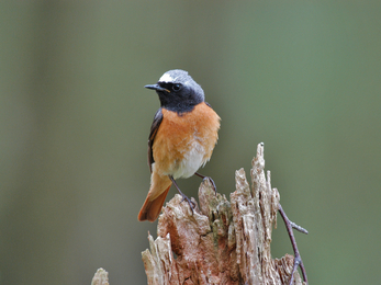 Image of redstart credit Phil Collier