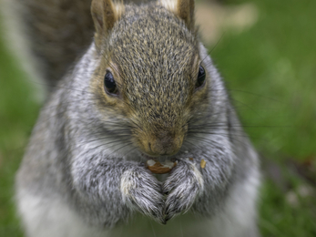 grey squirrel eating copyright Rachel Bigsby