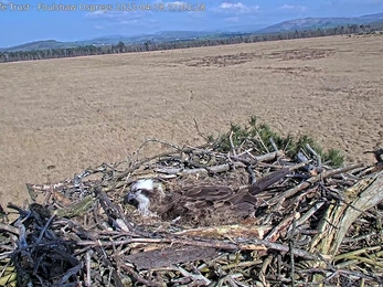 Snug nest cup ready for eggs