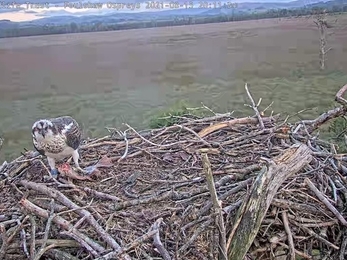 Nest platform perfect for fledging