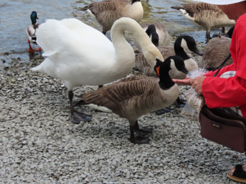 Feeding wildfowl at Bowness