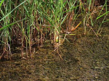 Marginal vegetation in Grasmere