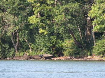 Missing vegetation on lake fringe