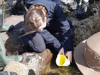 My Local Catch volunteer rocky shore survey