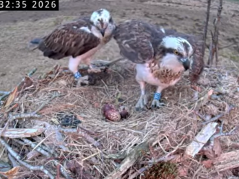 #FoulshawOspreys Nest Two less confident parents
