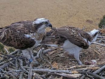 #FoulshawOspreys Nest One experienced and quietly confident parents.