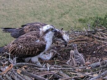Nest one family